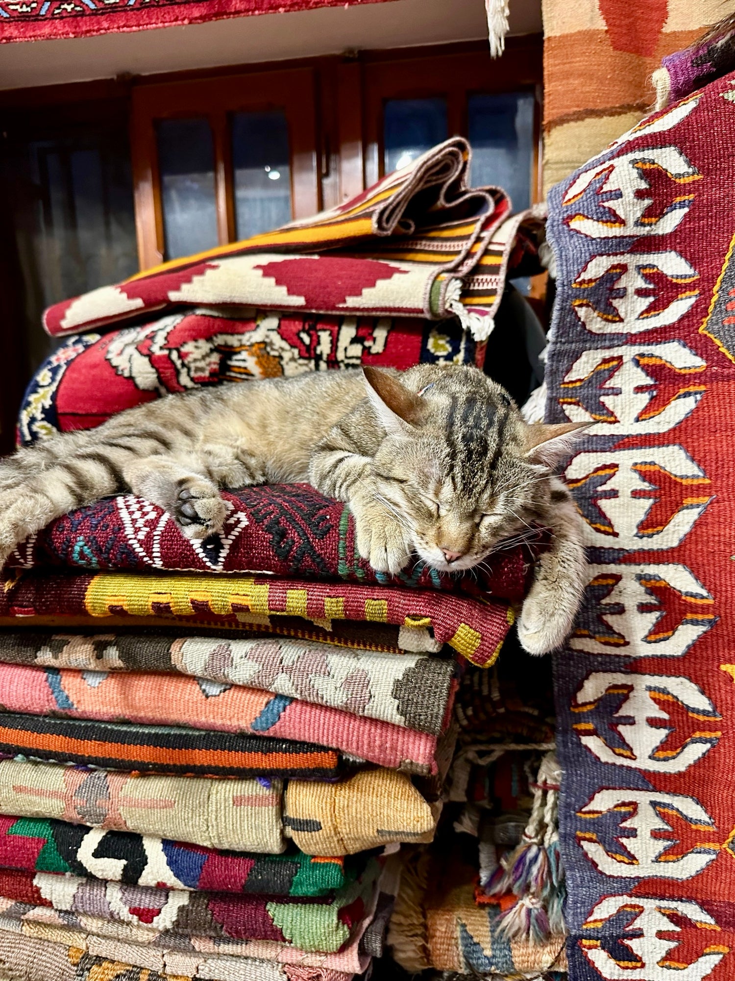 The Cats and Dogs of Turkey: Beloved Strays Finding Home Amidst Rich Heritage